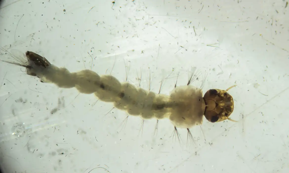Larva de mosquitos 'do bem'