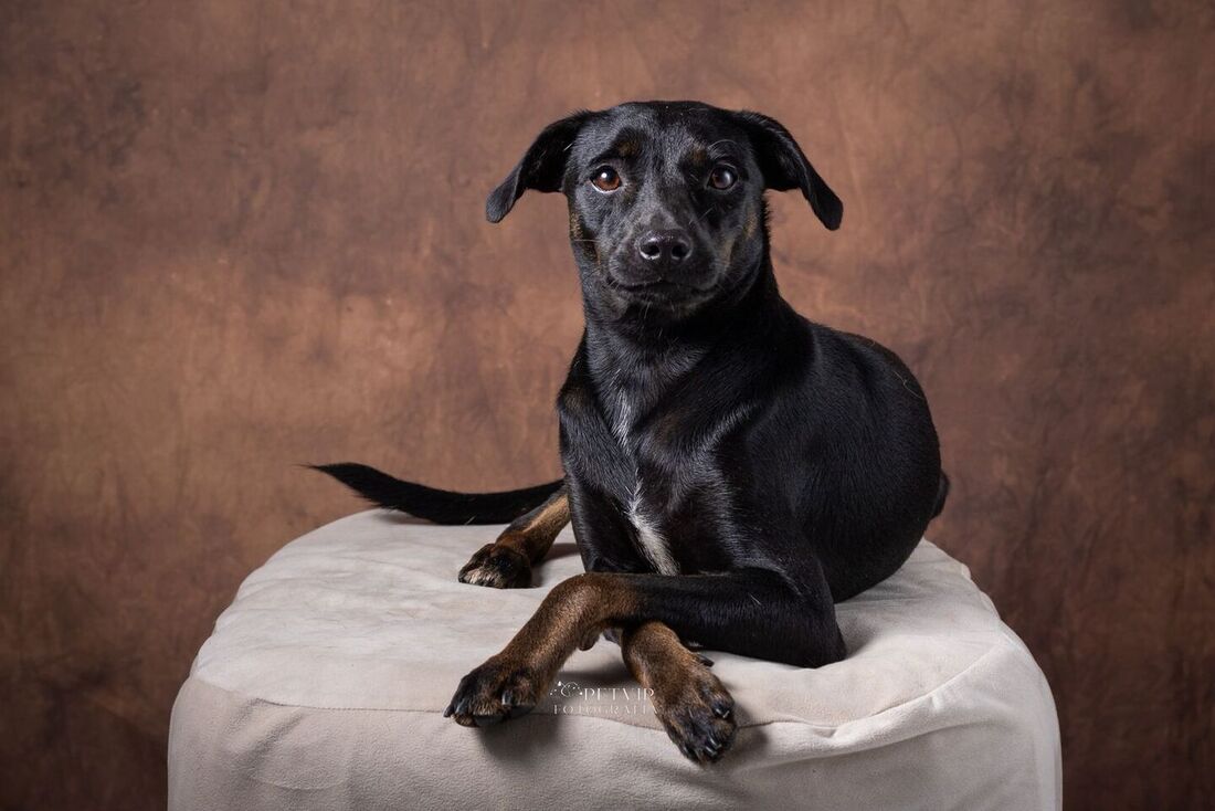 Cãozinho disponível para adoção no evento do Abrigo de Seu Alberto