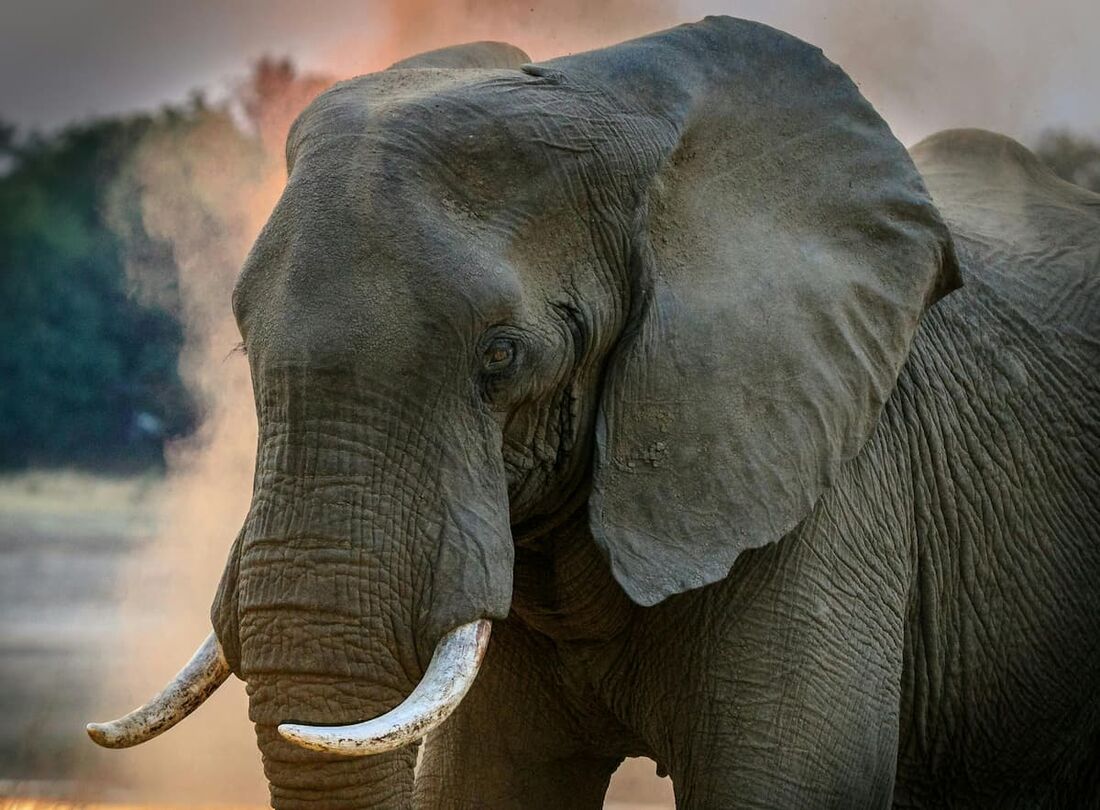 Elefanta mata turistas do Reino Unido e da Nova Zelândia durante safári em parque na África