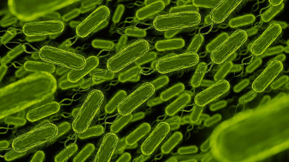 Bactéria Yersinia pestis é causadora da peste pneumônica