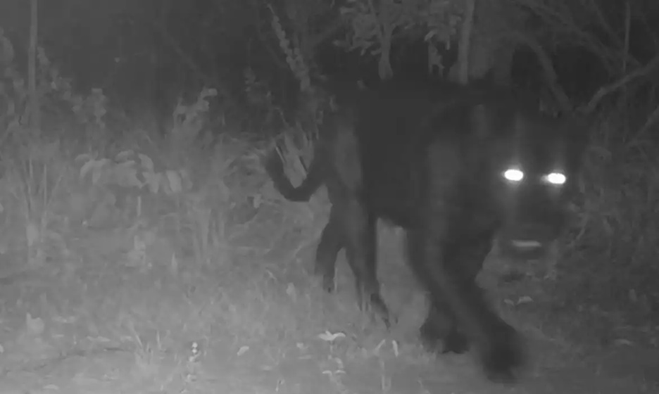 Chamada de onça-pintada melânica (Panthera onca), a onça-preta tem os pelos mais escuros por causa de uma mutação genética