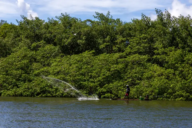 Manguezal na área do Rio Formoso, no litoral sul de Pernambuco