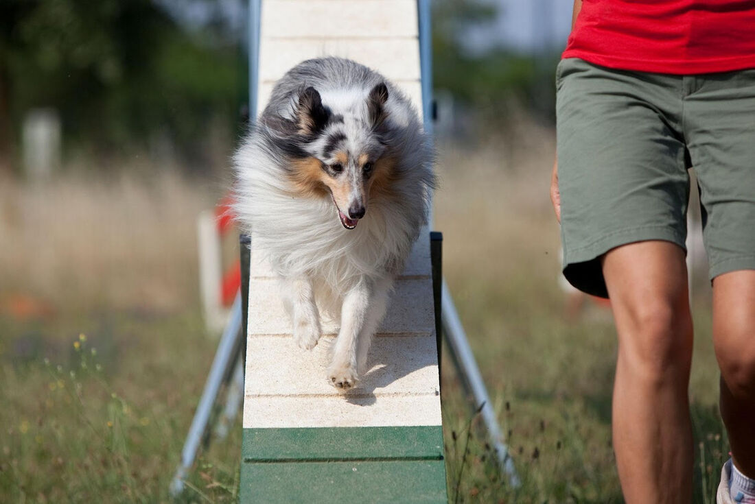Cachorro realizando atividade física para combater a obesidade