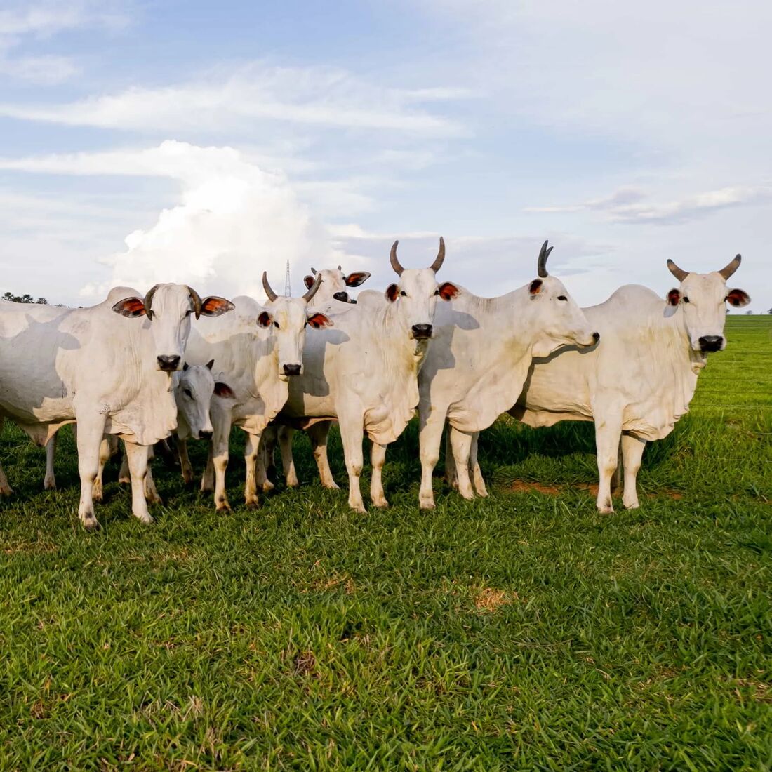 Segundo Leilão Pecuária Brasil - Gado de Corte fomenta setor; evento ocorre na próxima terça (8)
