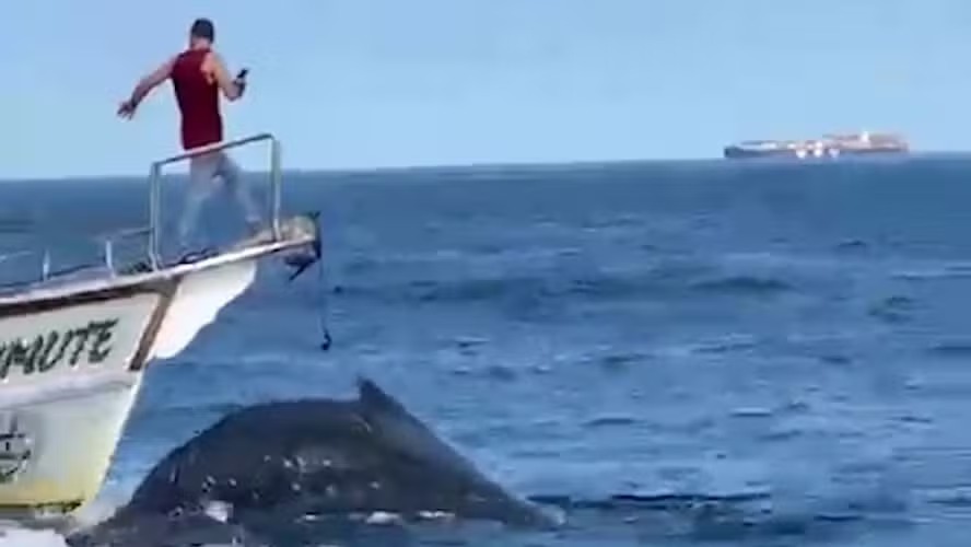 Embarcação atinge baleia em Arraial do Cabo