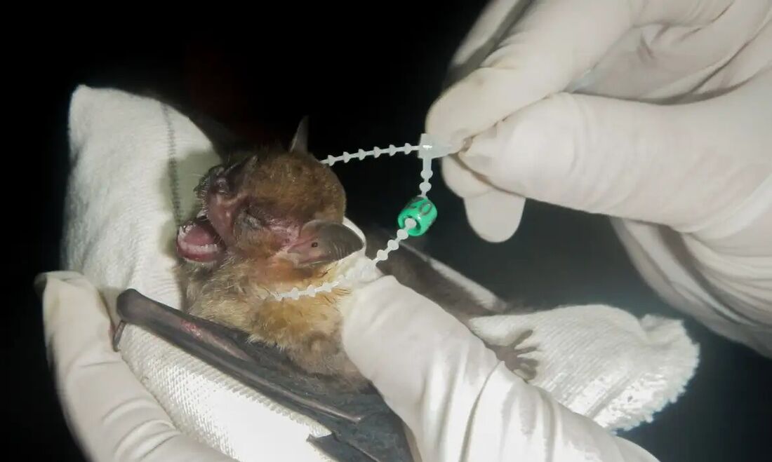 DF tem dois casos de raiva em morcegos e Saúde intensifica cuidados
