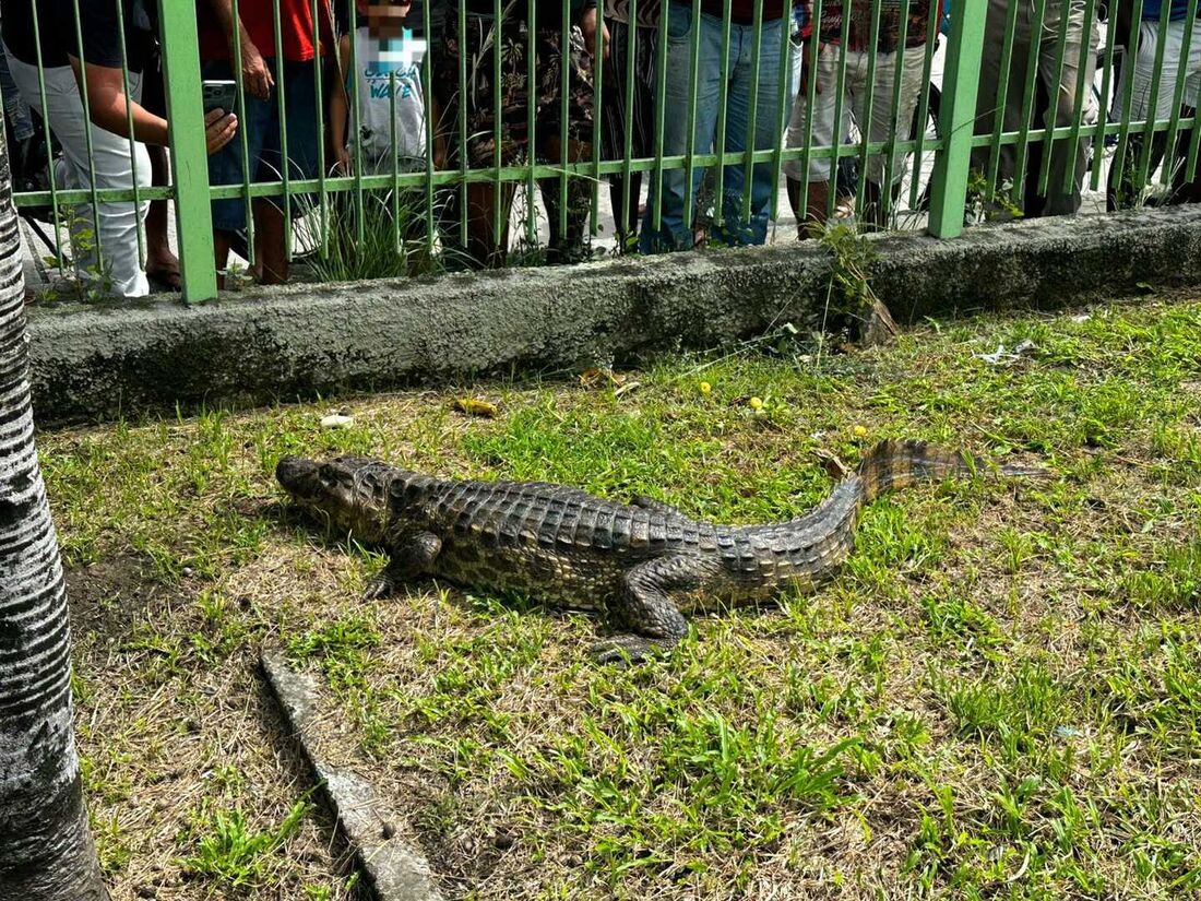 Jacaré é flagrado tentando atravessar a BR-101 na altura do Ceasa, no Recife