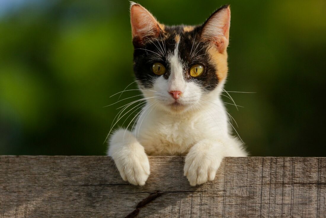 Tutores podem levar seus animais para casa utilizando a ferramenta Uber Pet de forma gratuita