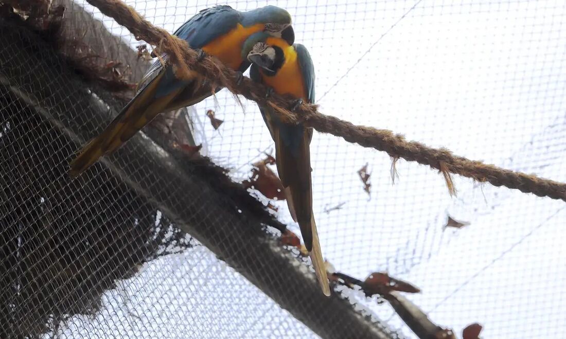 Morte de mais quatro aves fecha ao público zoológico do Rio