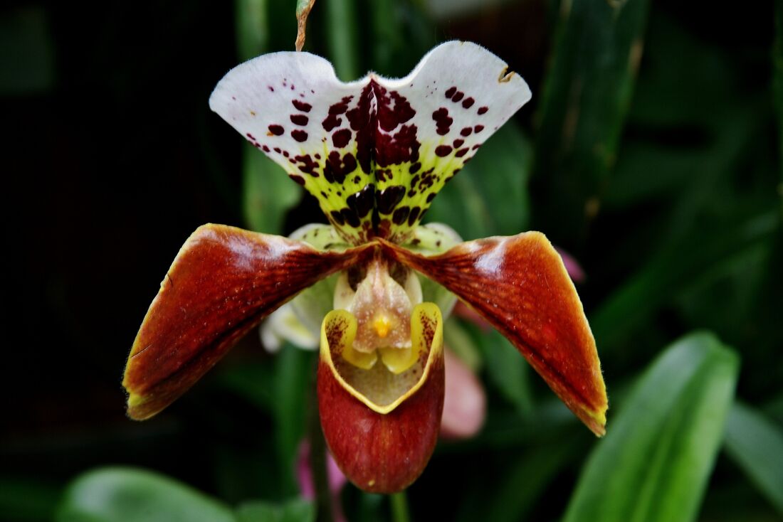 A orquídea sapatinho é uma das espécies ameaçadas