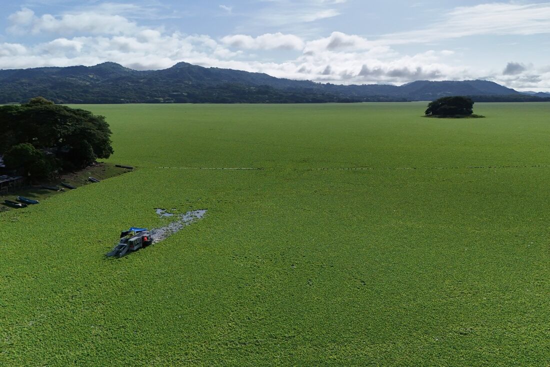  A Pistia stratiotes se alimenta de poluição química e cobriu o Lago Suchitlán em El Salvador, causando uma emergência ambiental que paralisou a pesca artesanal e a livre navegação de turistas.