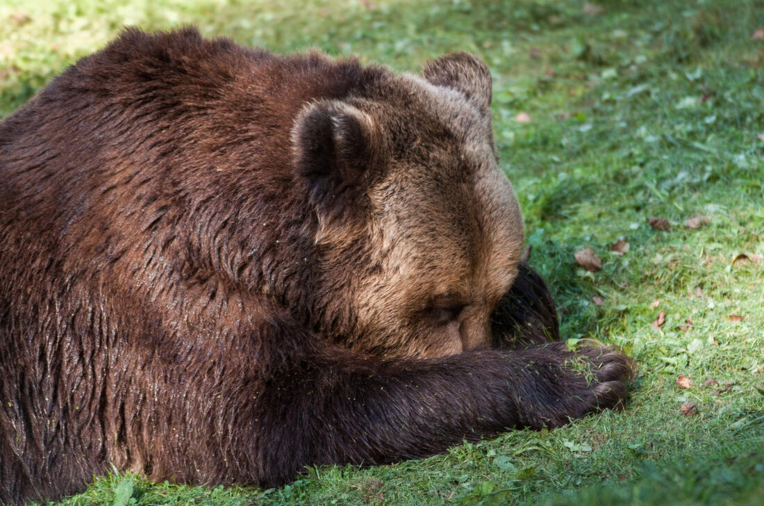 A capacidade de animais que hibernam está no DNA humano, descobrem cientistas