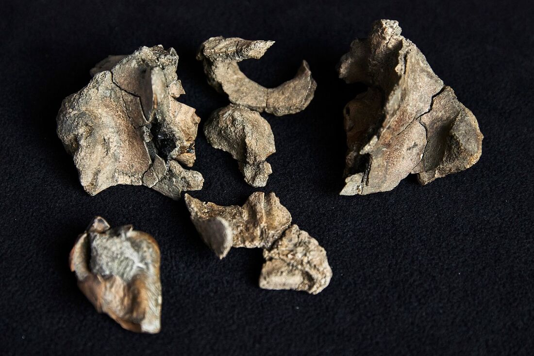 Fósseis de baleia são encontrados na Austrália