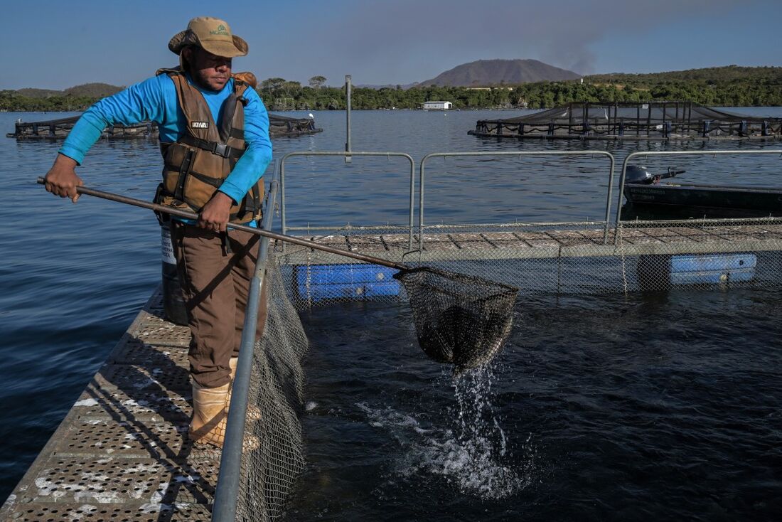 Setor do pescado no Brasil sofre com tarifaço de Trump