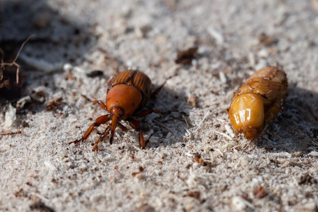Besouro "Bicudo-Vermelho"