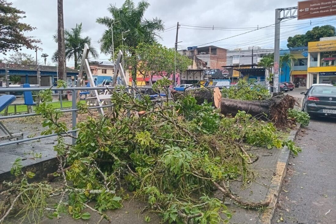 Galhos de árvore que caiu na Praça da Várzea, no Recife