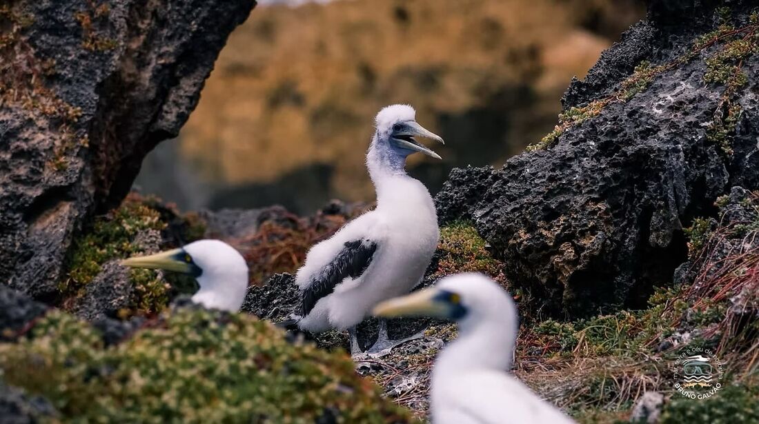Filhote de atobá-mascarado ao lado dos pais em um ninho de Fernando de Noronha