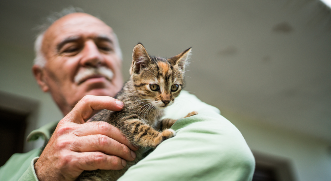 A companhia de animais também pode reduzir o estresse, a ansiedade, e a solidão, que é, infelizmente, mais comum para pessoas de idade avançada