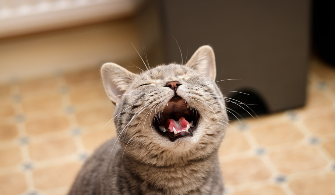 Gatos adultos não vocalizam para interagir com outros gatos