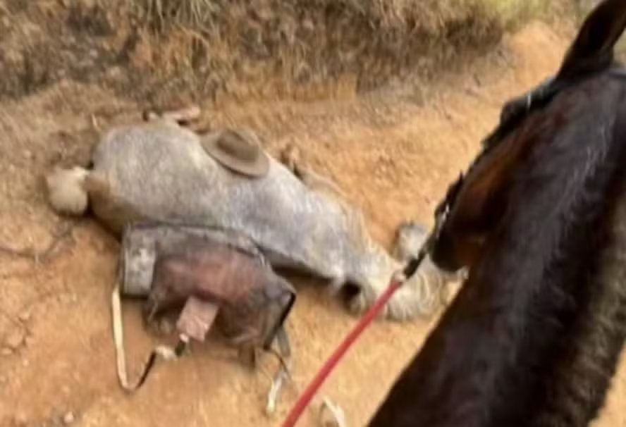 Cavalo teve as quatro patas cortadas com um facão em Bananal