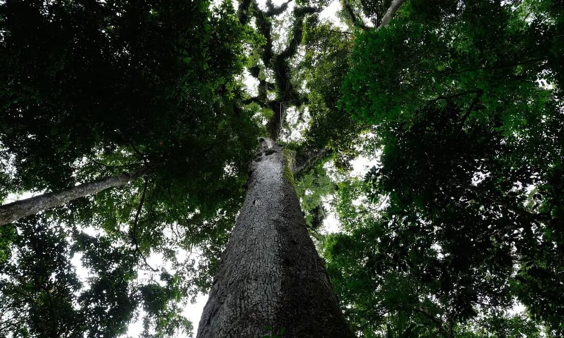 Congresso derrota governo e derruba 24 dispositivos do veto do licenciamento ambiental