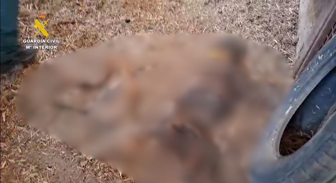 Espanha: cães em diferentes estados de decomposição foram encontrados em fazenda