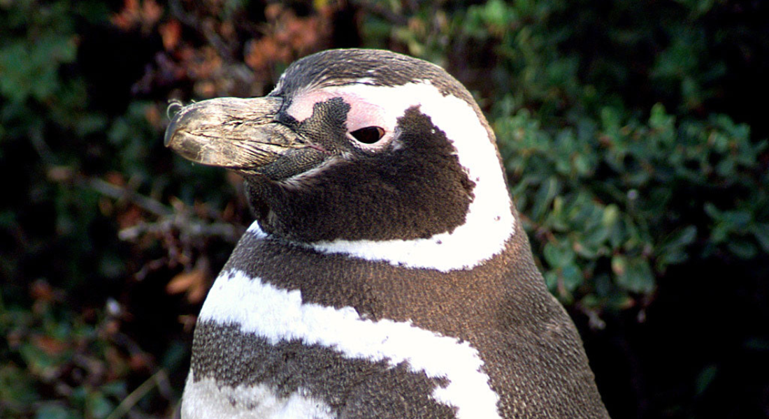 Pinguim-de-magalhães