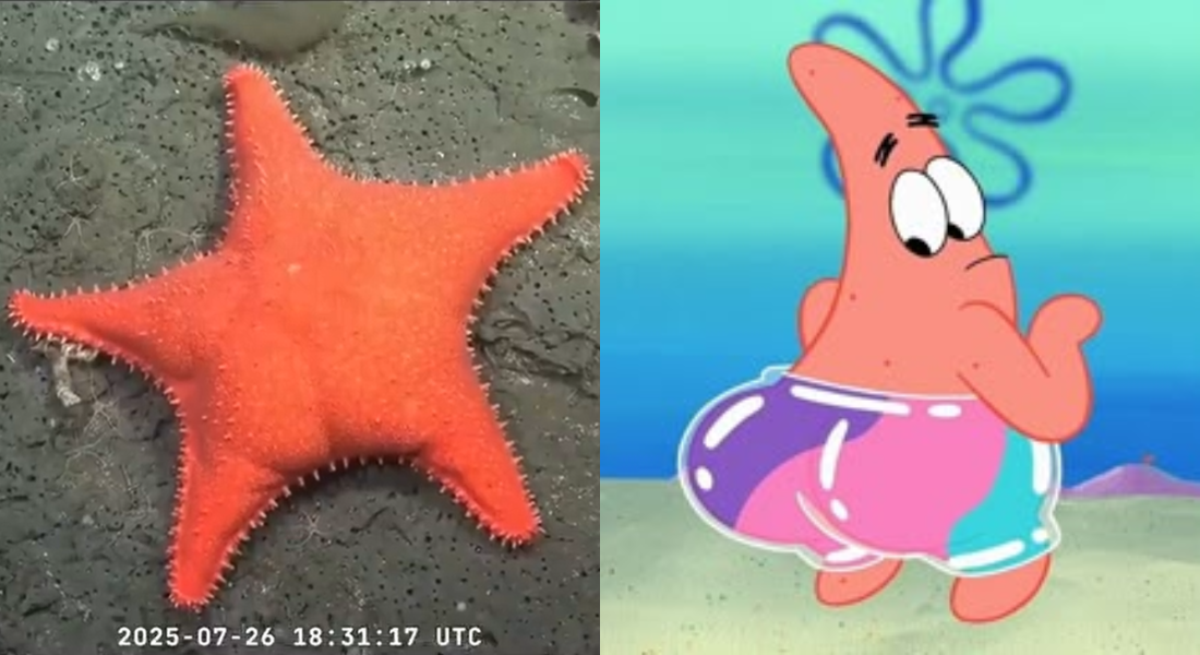 Estrela-do-Mar 'com bumbum' vista no mar da Argentina foi comparada ao personagem Patrick Estrela