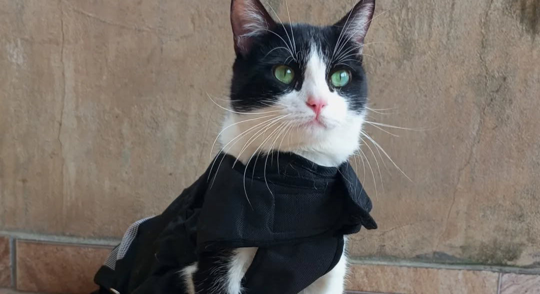 O vencedor de 2024, o gatinho Pipo