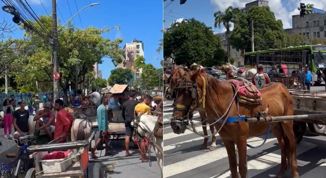 Novo protesto de carroceiros: grupo rua avenida em frente à Câmara de Vereadores
