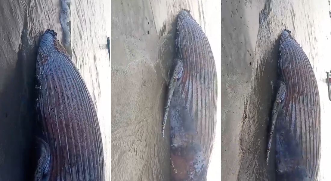 Baleia foi achada morta na areia de praia