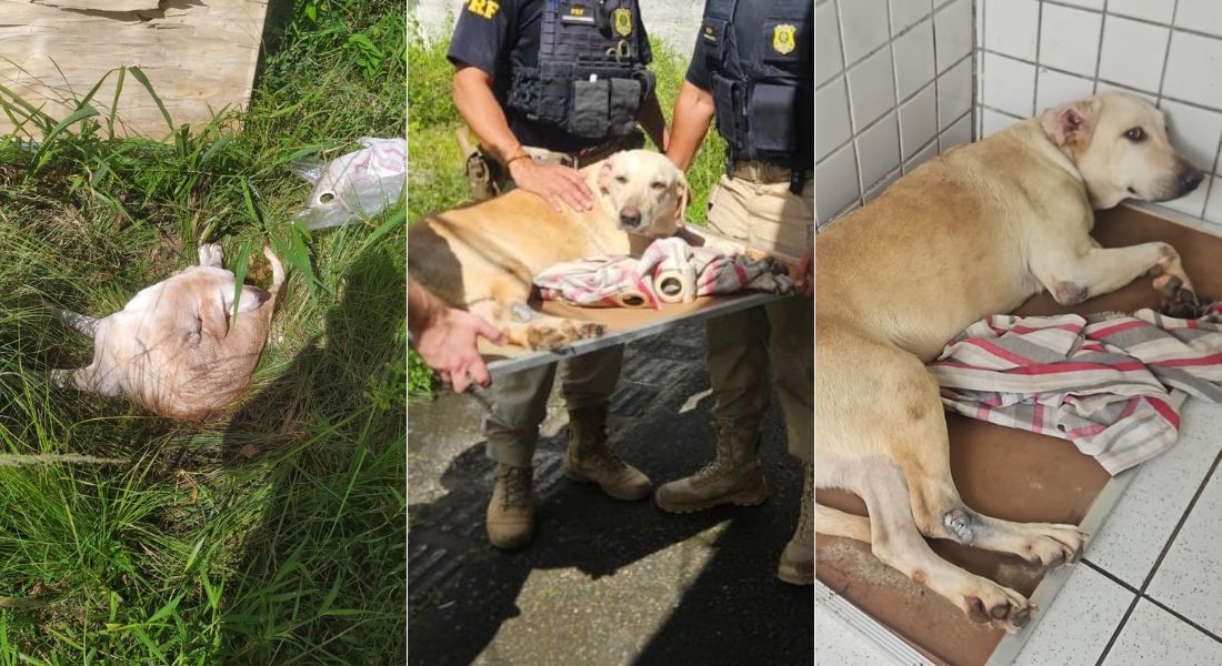 Cadela tinha dificuldades de locomoção quando foi encontrada