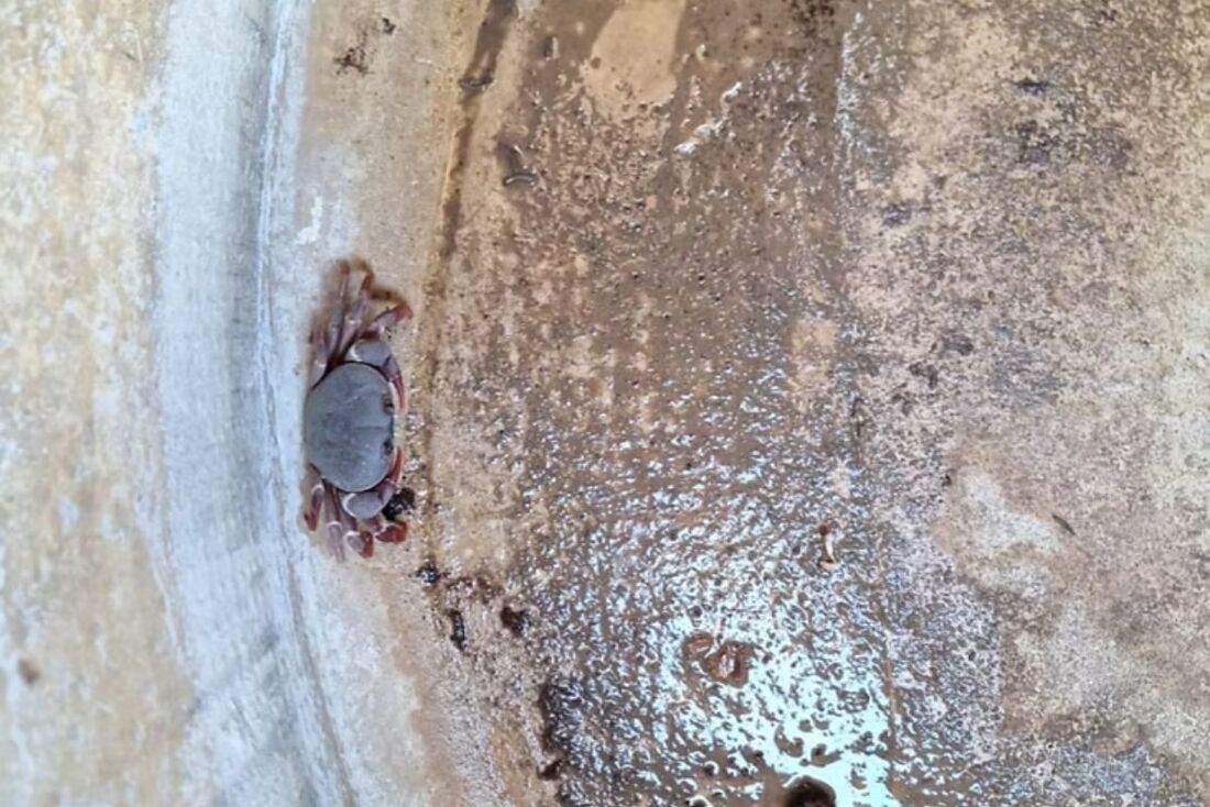 Morador de Fernando de Noronha é multado em R$30 mil por manter caranguejos-amarelos em cativeiro.