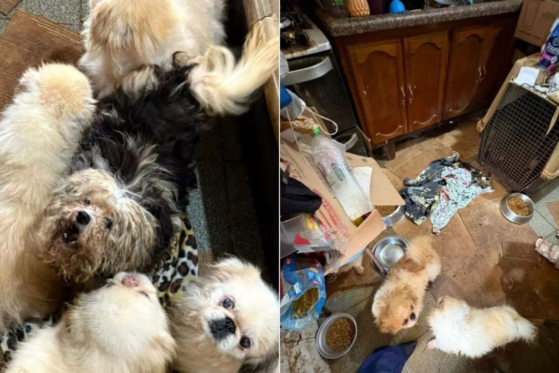 Porcos, gatos e cães foram encontrados em um sítio em Mairiporã.