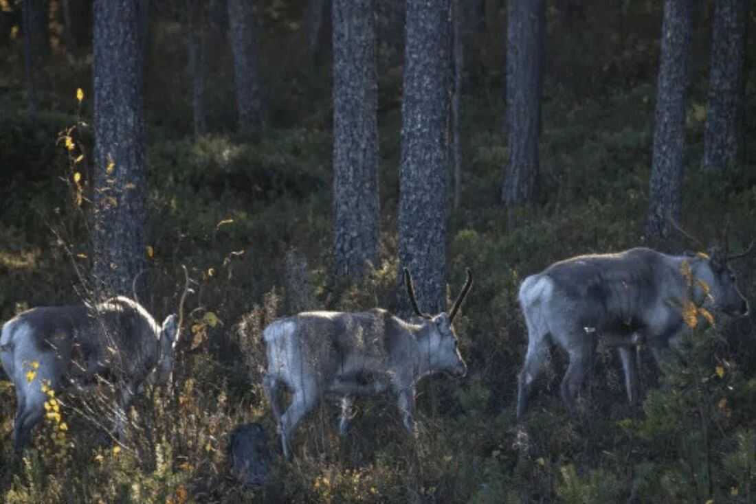 Uma onda de calor recorde registrada na Finlândia nas últimas semanas afetou diversas renas.