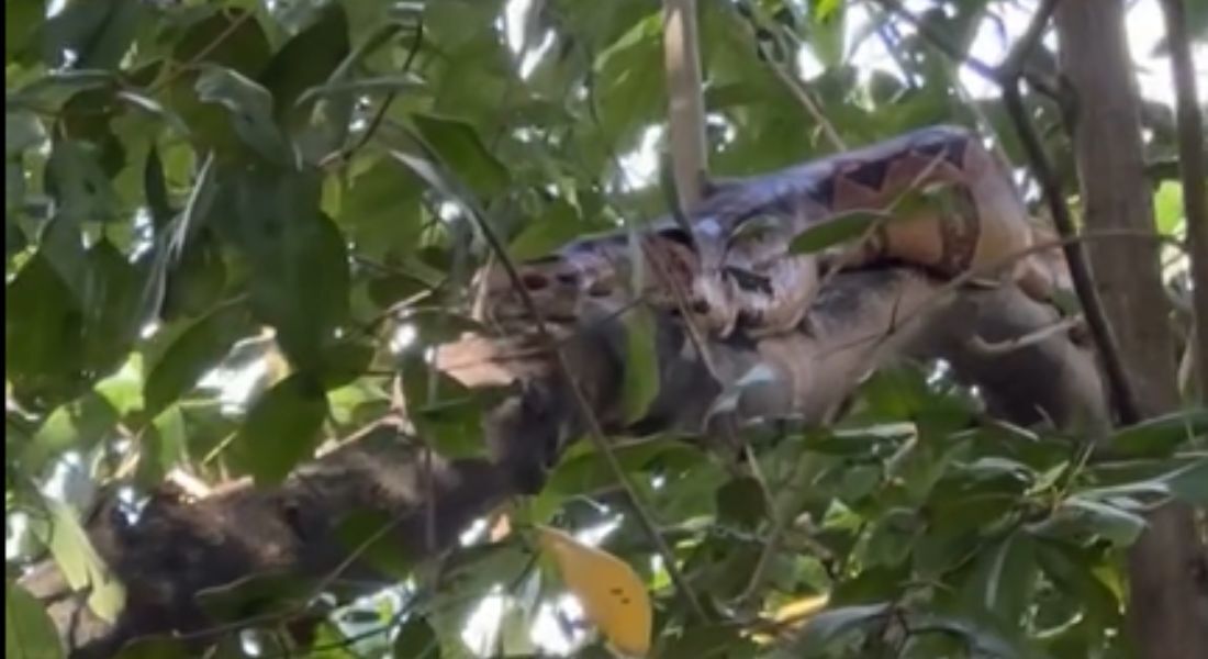 Jiboia em galho de árvore na Zona Norte do Recife