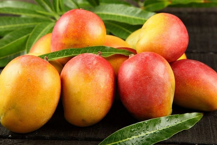 O Vale do São Francisco exporta mangas e uvas para os Estados Unidos e ambos foram atingidos pelo tarifaço de Trump. Foto: Portal de Notícias Juazeiro-Petrolina.