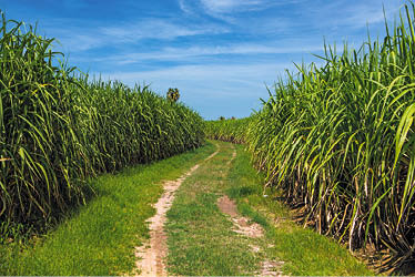 Sindaçúcar-AL: futuro limpo começa na cana