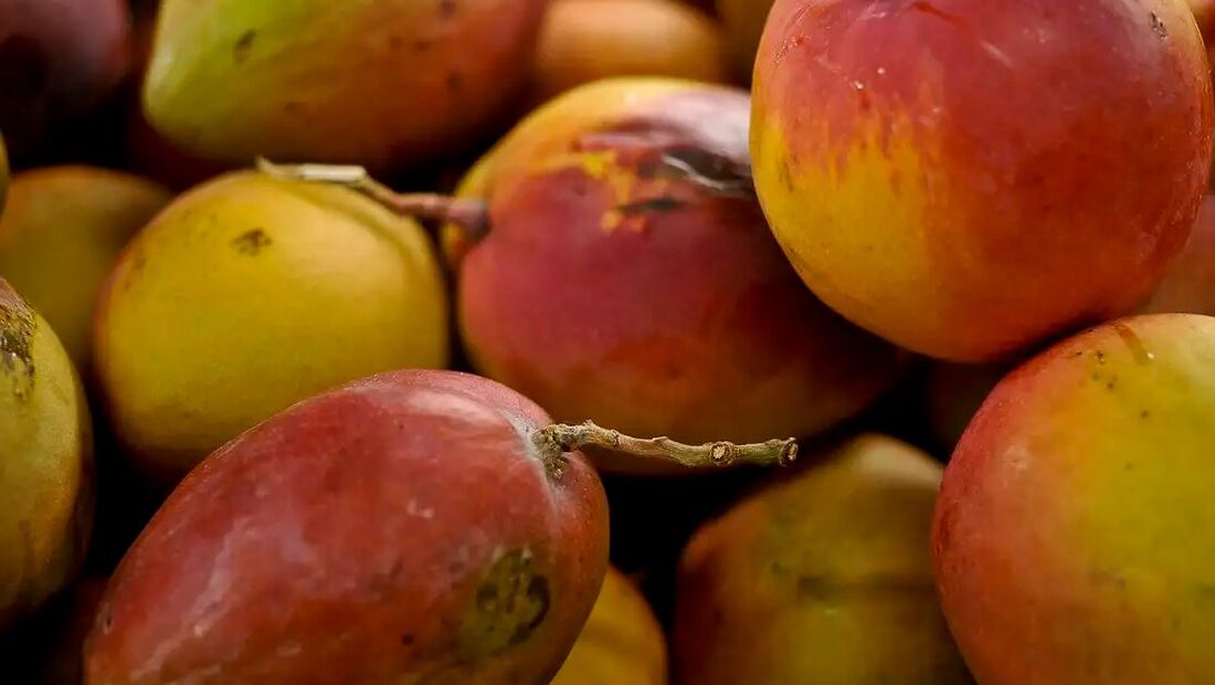  Abrafrutas também considerou positivas as iniciativas que ampliam o acesso a seguros de crédito à exportação e a possibilidade de compras públicas para absorção da produção afetada