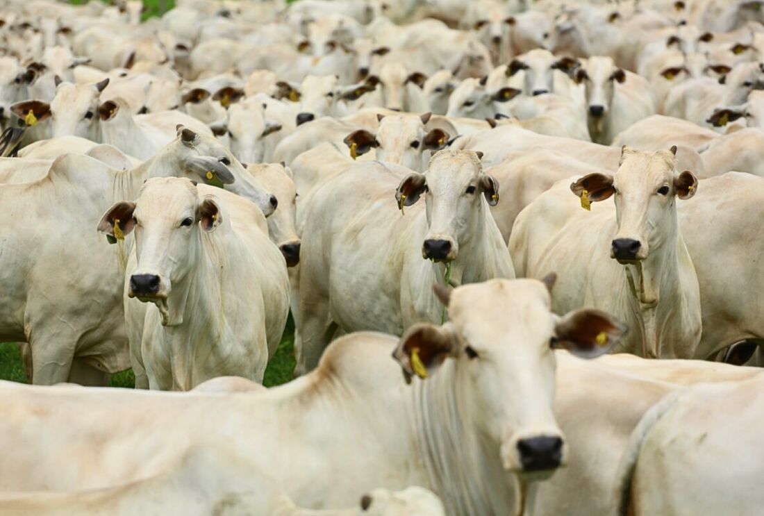 Por que a JBS entrou na mira do governo Trump em meio à alta no preço da carne nos EUA?