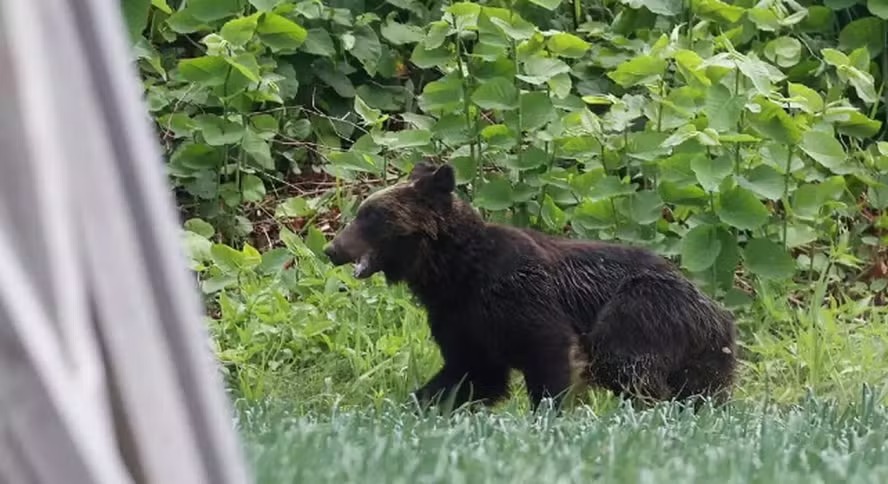 Urso avistado em Sapporo, província de Hokkaido, em 202