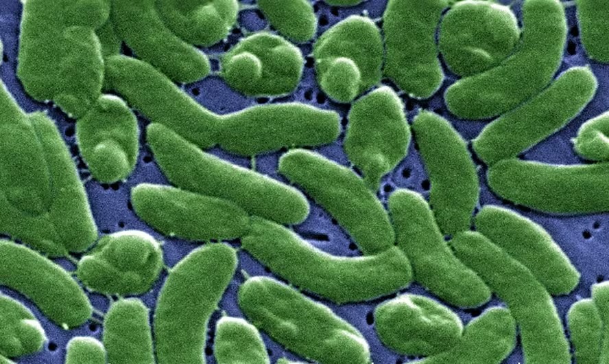 Bactérias Vibrio vulnificus 