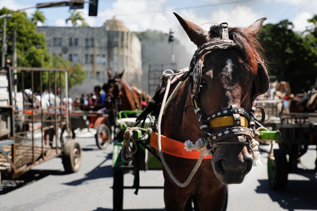 Nova rodada de cadastramento de carroceiros começa nesta terça-feira (18), no Recife
