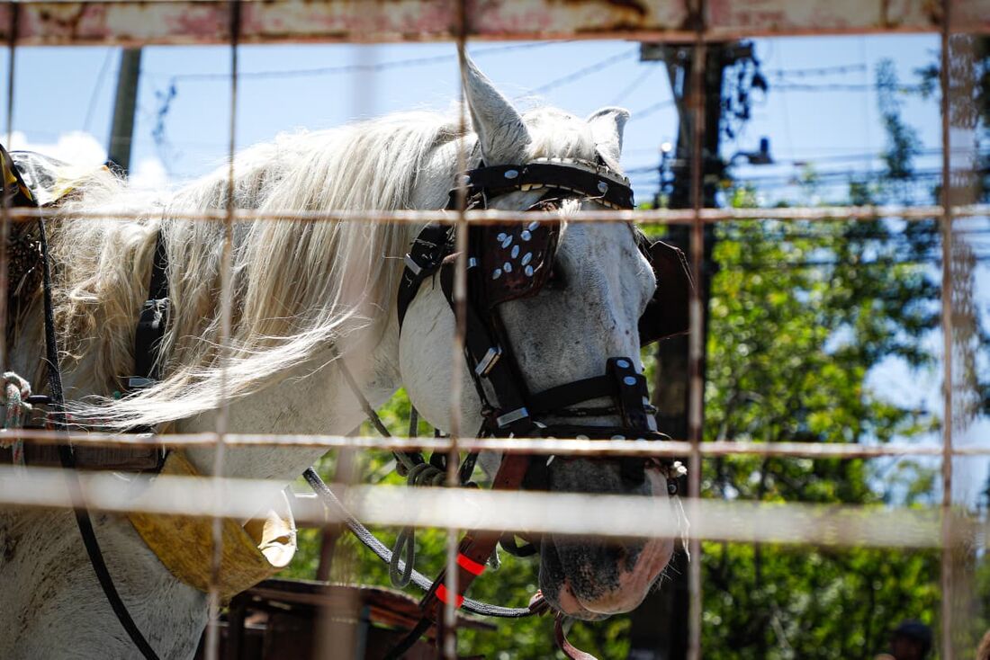 Carroceiros realizaram série de protestos no Recife: categoria critica proibição