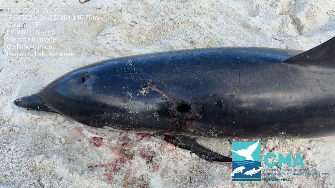 Golfinho morre em decorrência de perfuração em Catuama, no litoral de Pernambuco
