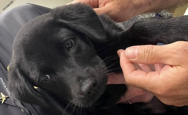 Passageiro é preso após não conseguir embarcar com cachorro e abandoná-lo em aeroporto