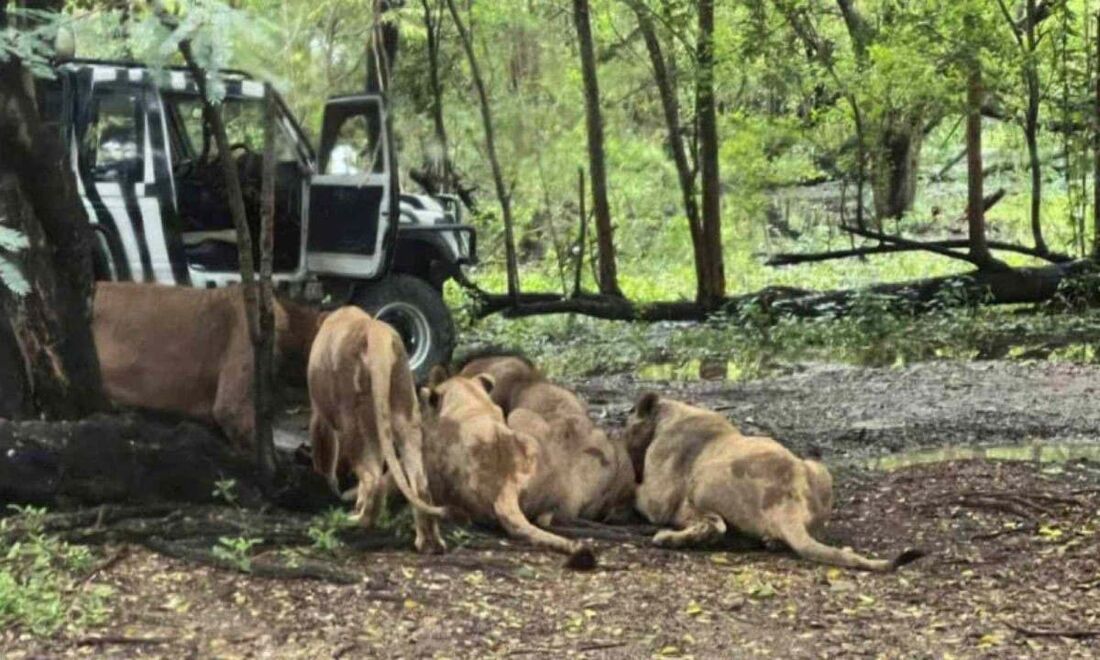 Um guarda de um zoológico na Tailândia morreu devorado por leões.