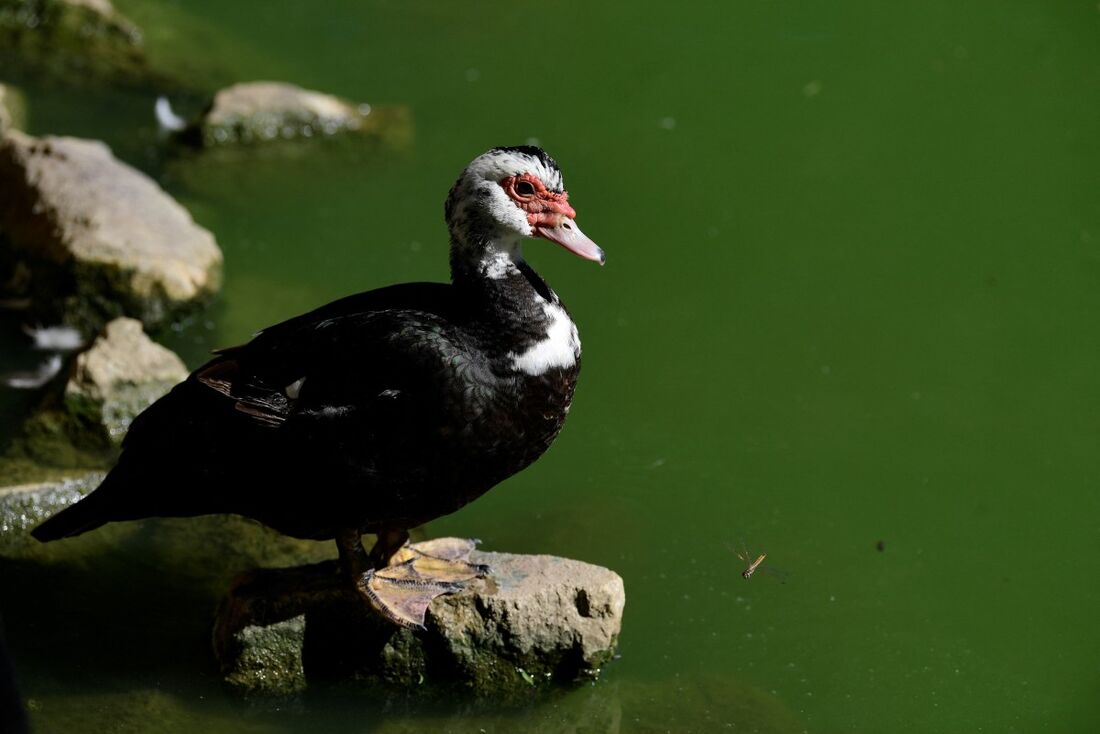 Pato em um lago do Parque de los Principes, em Sevilha, após o fechamento de parques devido a vários surtos de gripe aviária