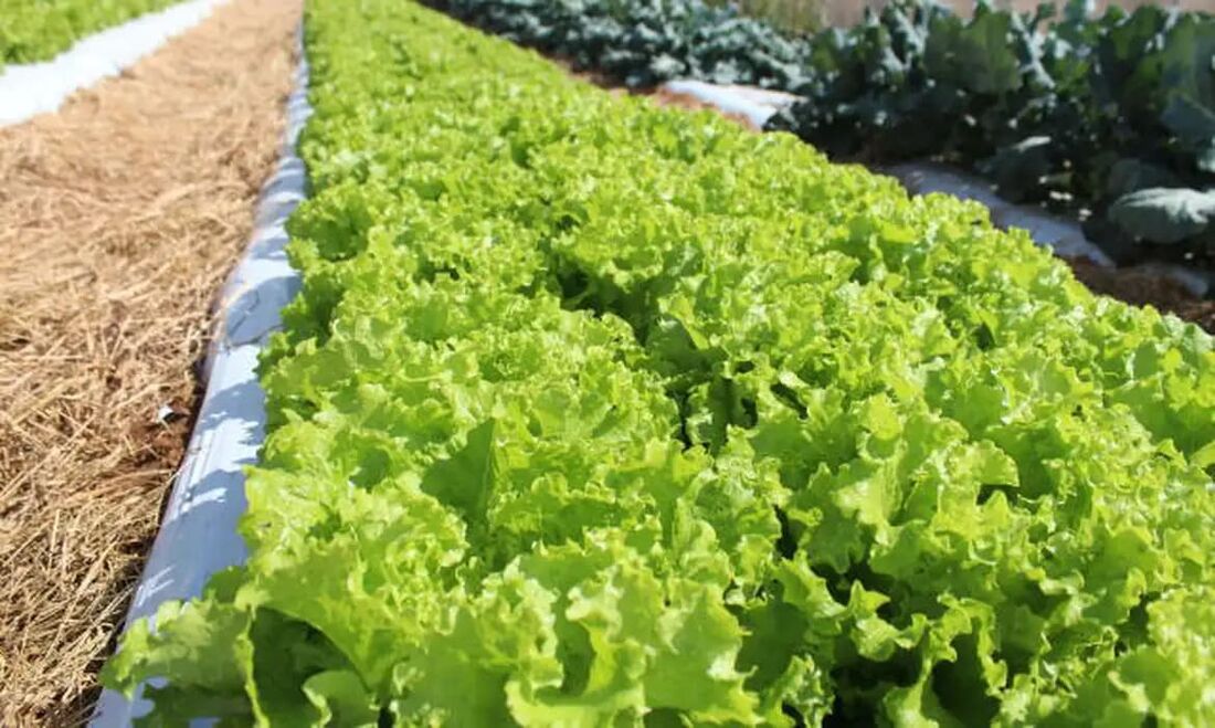 Plantação de alface