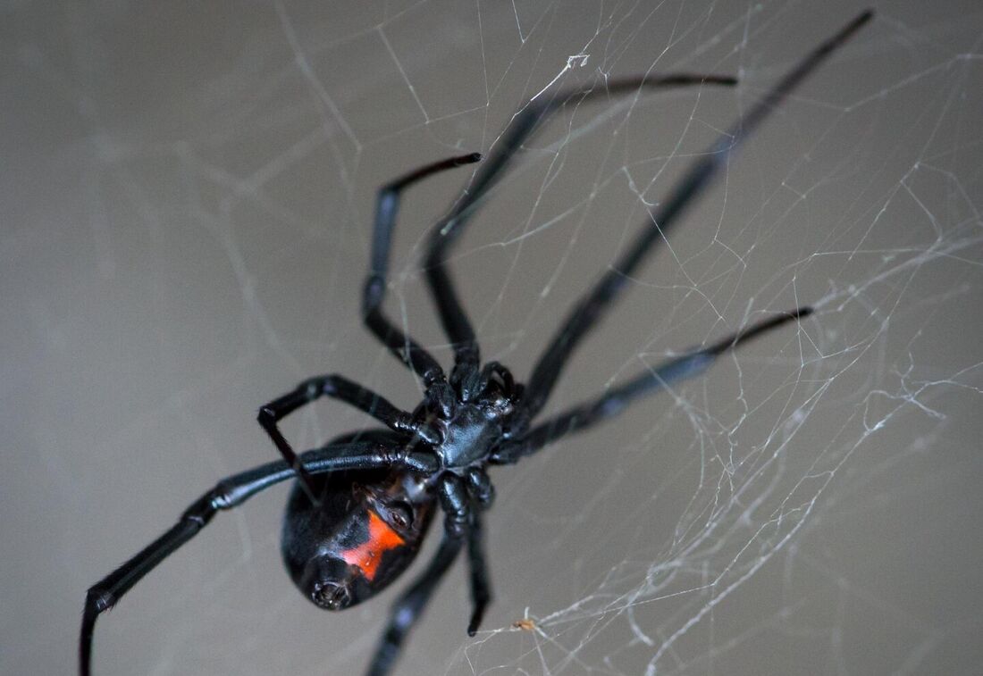 Uma mulher de 37 anos esmagou e injetou partes de uma aranha viúva-negra 